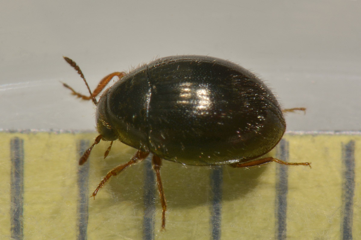 Byrrhidae: Simplocaria semistriata